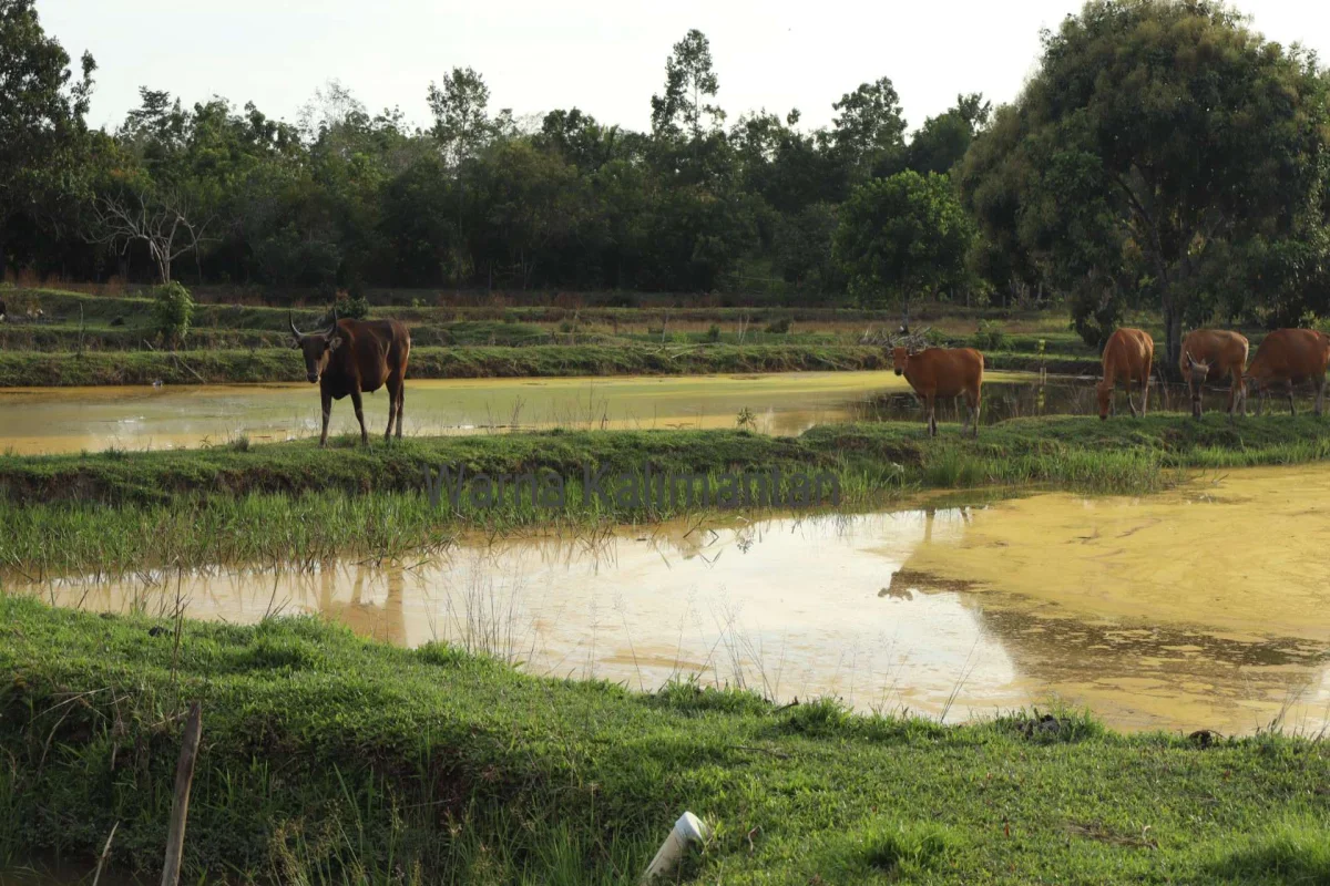 Pertanian Keluarga Vs Pertanian Kolektif Pemerintah, Mana Lebih Sip?